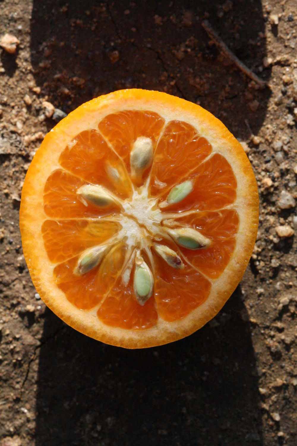              Fruit cross-section (Riverside, CA)       